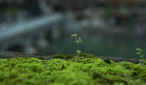草草春天在线观看,在线观看，感受春日温暖时光